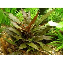 Cryptocoryne wendtii brown akváriumi növény