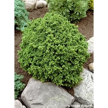 Cryptomeria japonica 'Vilmoriana' - 