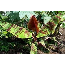 Csíkos darjeeling banán Musa sikkimensis Red tiger