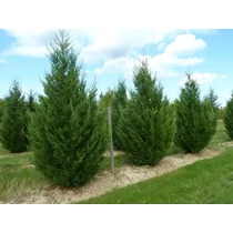 Cupressocyparis leylandii '2001' - Oszlopos leyland ciprus