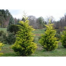 Cupressocyparis leylandii 'Gold Rider' - Arany leyland ciprus