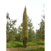 Cupressus sempervirens 'Stricta' - 