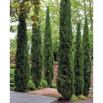 Cupressus sempervirens 'Totem' - Oszlopos európai ciprus