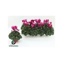 Cyclamen KL SUP FUJI
