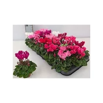 Cyclamen KL SUP MICRO