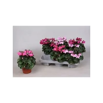 Cyclamen KL SUP PETTICOA