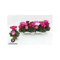 Cyclamen KL SUP VERANO