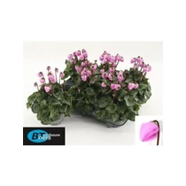 Cyclamen KL WINDBELL