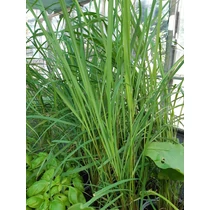 Cymbopogon citratus (Indiai citromfű)