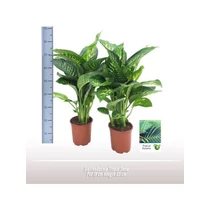 DIEF TROPIC SNOW
