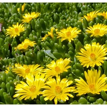 Delosperma nubigenum (Sárga délvirág)