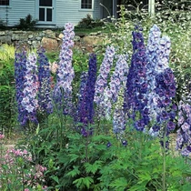 Delphinium  'Piccolo' (Sarkantyúfű)