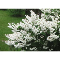 Deutzia scabra - Fehér virágú gyöngyvirágcserje