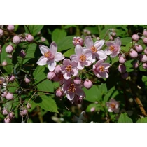 Deutzia x hybrida 'Mont Rose' - Rózsaszín virágú gyöngyvirágcserje