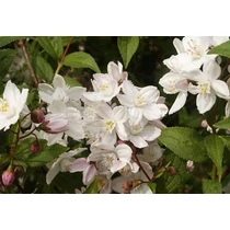 Deutzia x rosea 'Campanulata' - Harangvirágú gyöngyvirágcserje