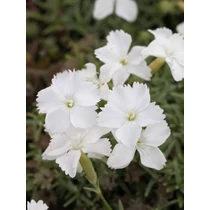 Dianthus gratianopoliatus 'La Blanche Bourboule' (Pünkösdi szegfű)