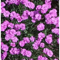 Dianthus gratianopoliatus 'Pink Jewel' (Pünkösdi szegfű)
