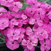 Dianthus gratianopolitanus 'Blauigel' (Pünkösdi szegfű)