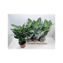Dieffenbachia GREEN MAGIC