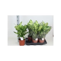 Dieffenbachia SUBLIME