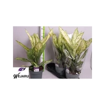 Dieffenbachia VESUVIUS