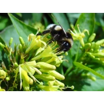 Diervilla lonicera 'Dilon' - 