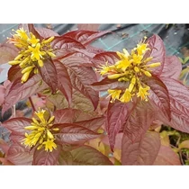 Diervilla rivularis 'Troja Black' - 