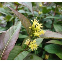 Diervilla sessilifolia - Keskenylevelű sárgalonc