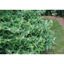 Diervilla sessilifolia 'Butterfly' - Sárgalonc