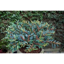 Distylium x Blue Cascade® - Kékeszöld lombú ISU fa