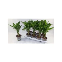 Dracaena FRAG CINTHO