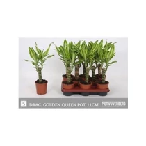Dracaena FRAG GOLDEN QUEE