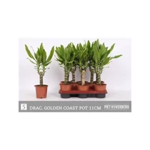 Dracaena FRAG GOLD COAST