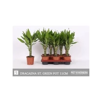 Dracaena FRAG STEUDNERI