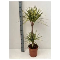 Dracaena MARG SUNRAY 2 TÖRZSES