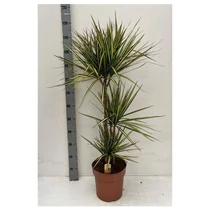 Dracaena MARG SUNRAY 3 TÖRZSES