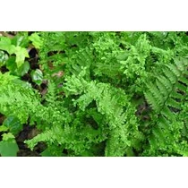Dryopteris affinis Crispa - Pelyvás pajzsika