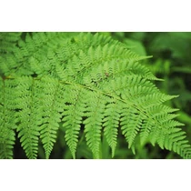 Dryopteris carthusiana