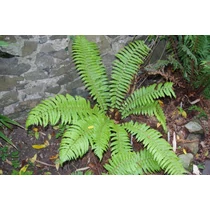 Dryopteris crassirhizoma