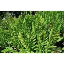 Dryopteris filix-mas 'Barnesii'