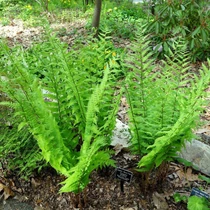 Dryopteris goldiana