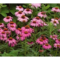 Echinacea purpurea 'Magnus' (Bíbor kasvirág)    