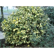 Elaeagnus pungens 'Maculata' - Széleslevelű tarka ezüstfa