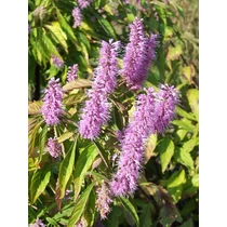 Elsholtzia stauntonii - 