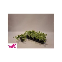 Epiprenum AUREUM NJOY