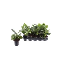 Epiprenum MARBLE PLANET