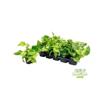 Epiprenum MARBLE QUEEN