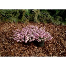 Erica carnea 'Rosalie' (Alpesi hanga)