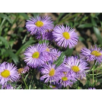 Erigeron  'Foerster's Liebling' (Küllőrojt)