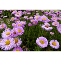 Erigeron hybride 'Rosa Juwel' (Küllőrojt)